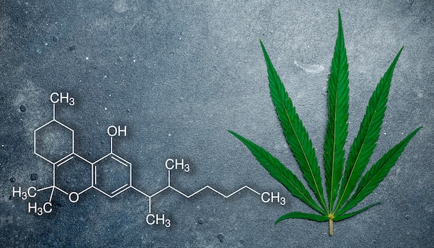 Folhas de cannabis (maconha) no escuro
