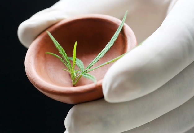 Folhas de cannabis ou maconha segurando com as mãos em uma cerâmica usando uma luva protetora