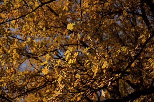 Folhas de carvalho amarelo alaranjado brilhante no outono