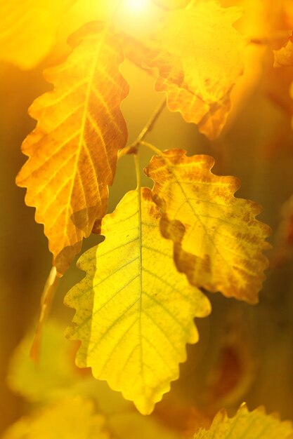 Folhas de carvalho amarelo com luz solar