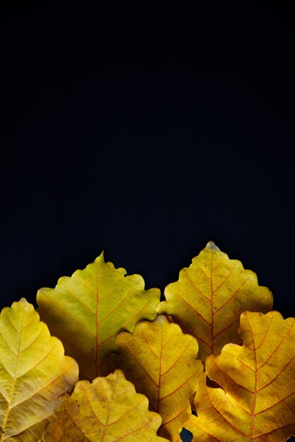 Folhas de carvalho amarelo outono em pano de fundo preto, close-up. Abstrato frondoso, copie o espaço. Postura plana vertical.