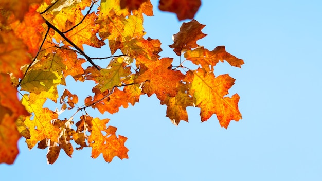 Folhas de carvalho brilhantes no outono em um fundo de céu azul com tempo ensolarado