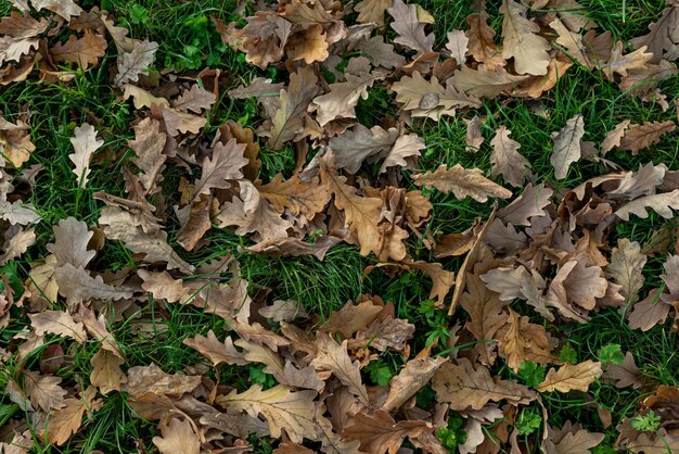 Folhas de carvalho caídas molhadas com gotas de água no chão na floresta