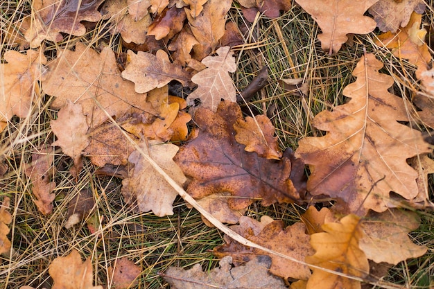 Folhas de carvalho molhadas caídas na floresta