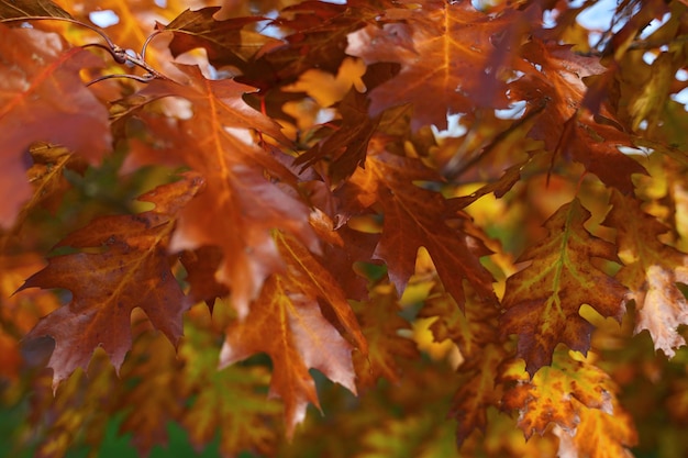 Folhas de carvalho vermelho laranja no outono Fundo da natureza