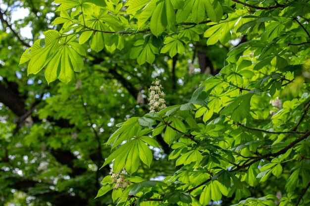 Folhas de castanheiro contra as flores brilhantes do sol