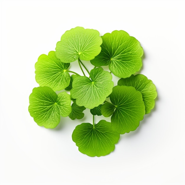 Folhas de Centella asiatica