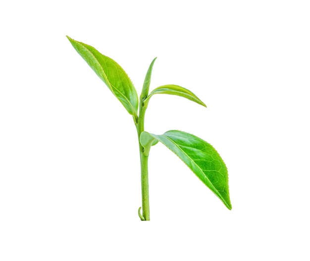 Folhas de chá frescas em um fundo branco