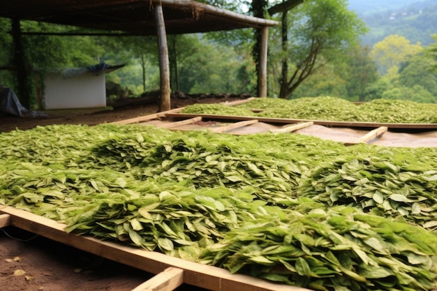 Folhas de chá recém-colhidas espalhadas para secagem natural ao ar, criadas com IA generativa