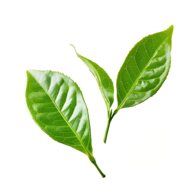 Folhas de chá verde em fundo branco