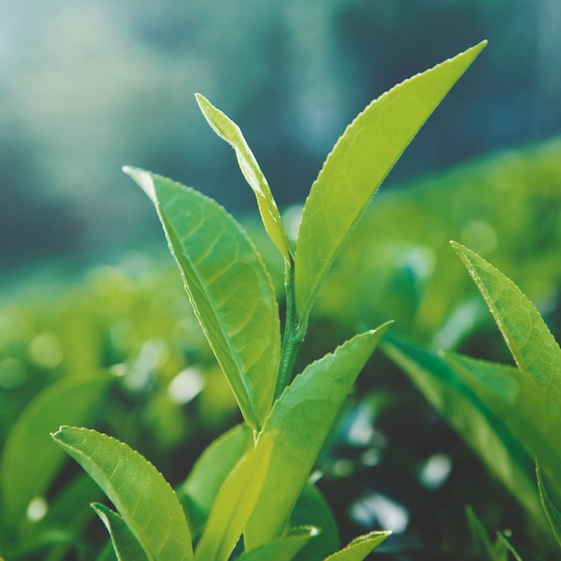 Folhas de chá verde em sri lanka.