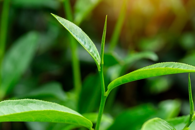 Folhas de chá verde em uma plantação de chá na manhã