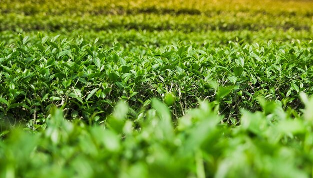 Folhas de chá verde em uma plantação de chá