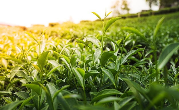 Folhas de chá verde em uma plantação de chá