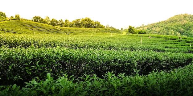 Folhas de chá verde em uma plantação de chá