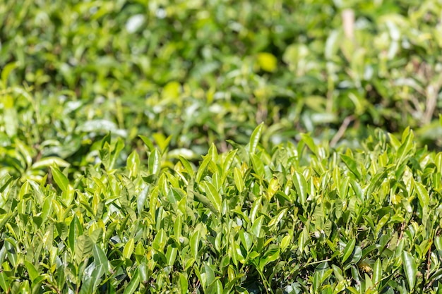 Folhas de chá verde em uma plantação de chá