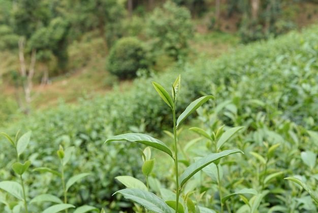 Folhas de chá verde em uma plantação de chá.