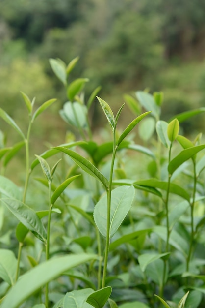 Folhas de chá verde em uma plantação de chá.