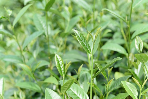 Folhas de chá verde em uma plantação de chá.