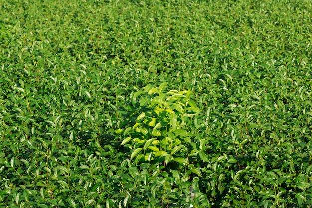 Folhas de chá verde em uma plantação de chá