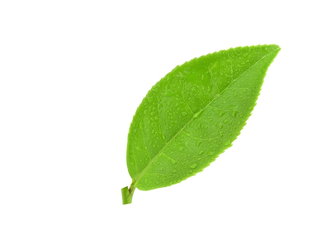 Folhas de chá verde fresco com gotas de água isoladas no fundo branco.
