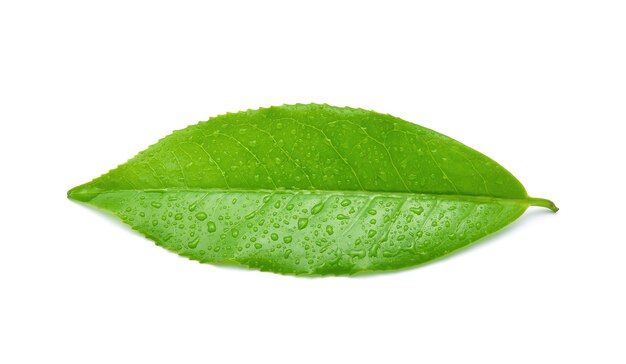 Folhas de chá verde fresco com gotas de água isoladas no fundo branco