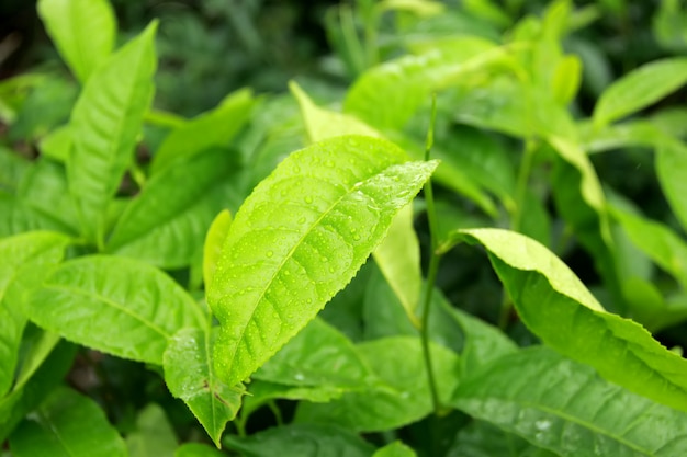 folhas de chá verde fresco