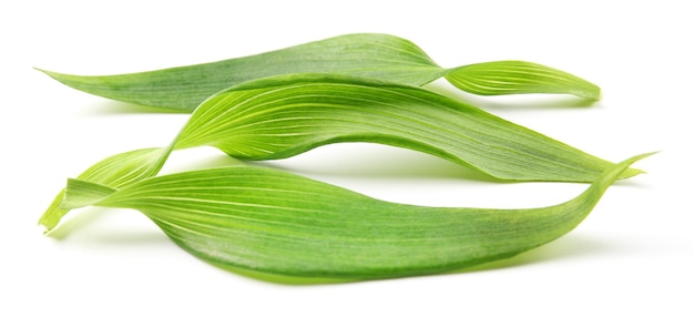 Folhas de chá verde, isoladas em branco