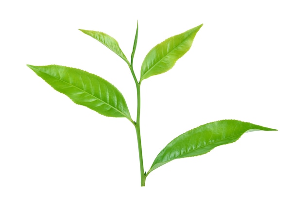 Folhas de chá verde isoladas em fundo branco