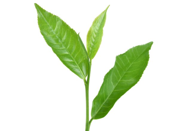 Folhas de chá verde isoladas em fundo branco