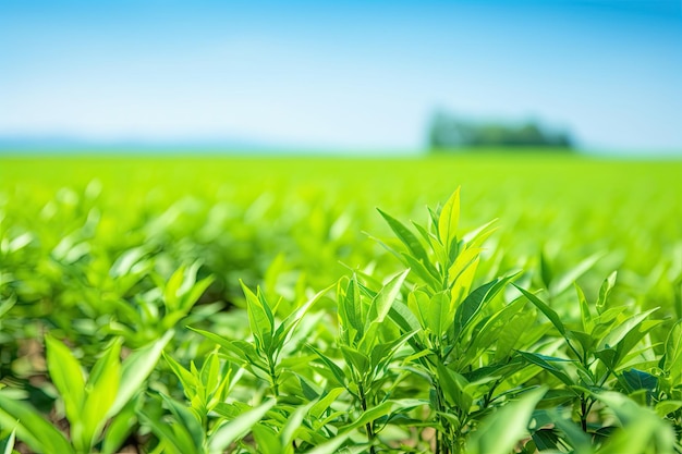 Folhas de chá verde no fundo de uma fazenda de chá