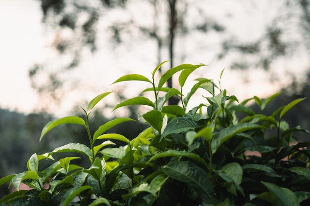 Folhas de chá verde no jardim à noite luz natural