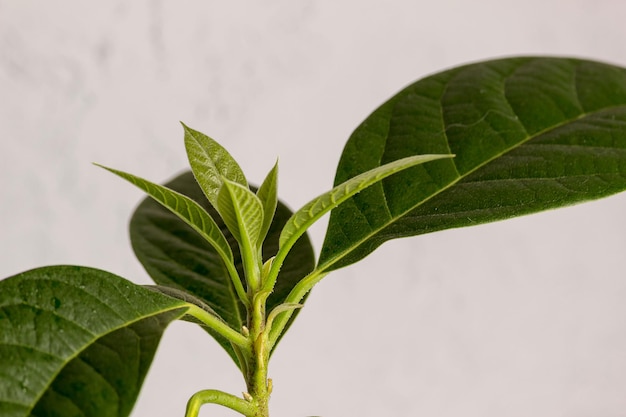 Folhas de close-up de árvores de abacate jovens. Planta de estufa. foco seletivo