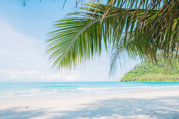 Folhas de coco na praia.