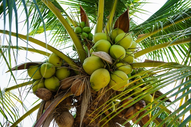 folhas de coco para fundo palmeira de coco fresca