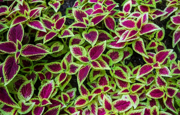 Folhas de Coleus no jardim