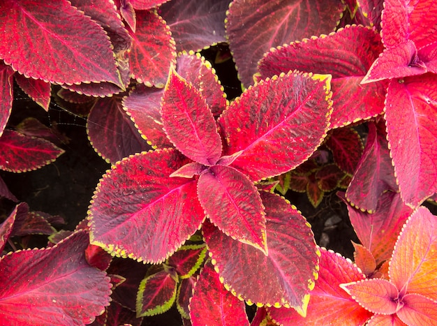 Foto folhas de coleus