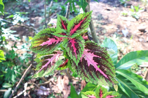 Folhas de cores vivas de melancia decorativa de coleus varietie