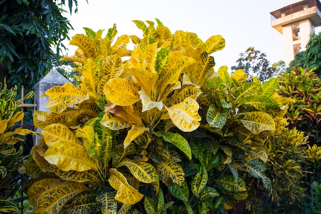 Folhas de croton coloridas naturais podem ser usadas como papel de parede de fundo de textura