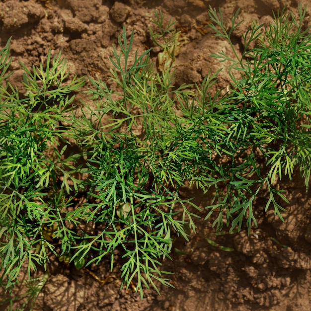 Folhas de endro perfumado verde em uma cama de jardim