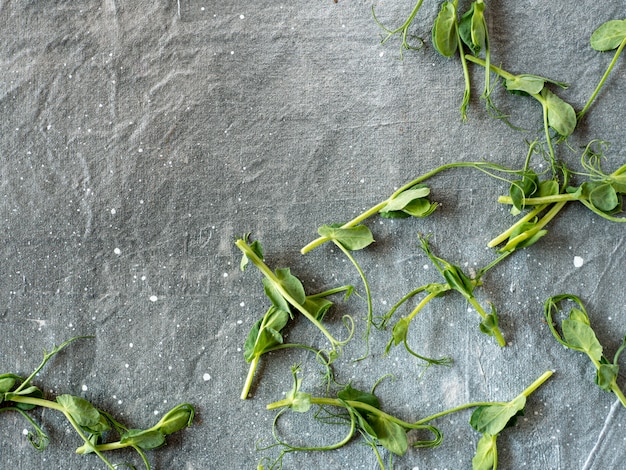 Folhas de ervilhas verdes em cinza