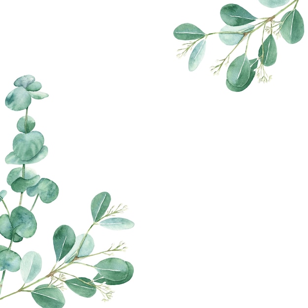 Folhas de eucalipto em aquarela Folhagem rústica Ilustração desenhada à mão isolada em branco