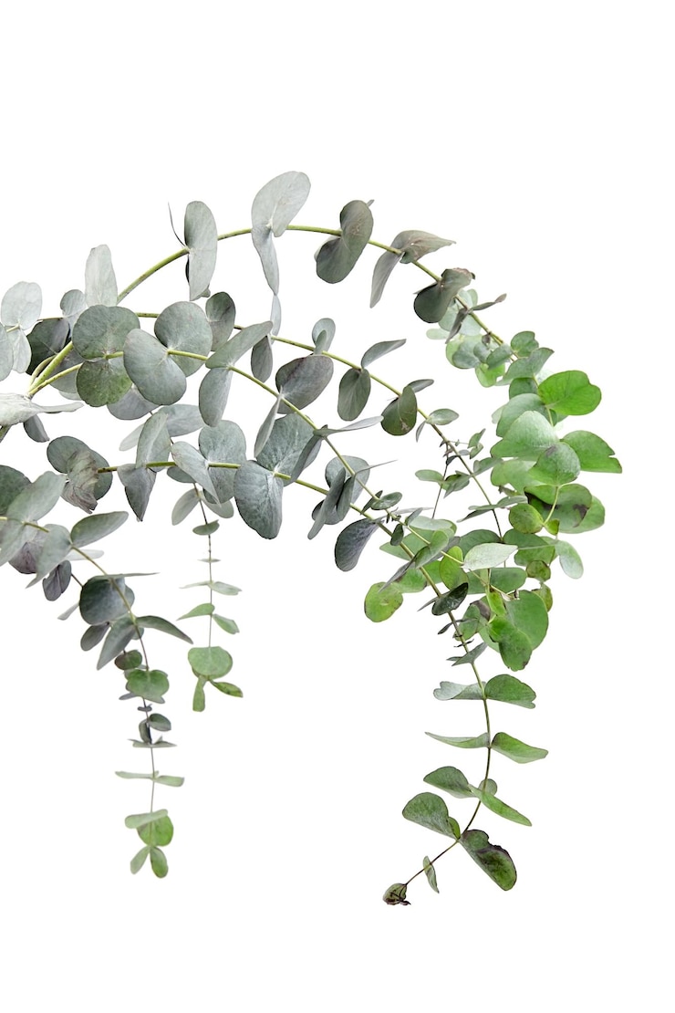 Foto folhas de eucalipto isoladas em fundo branco ramo verde de eucalipto