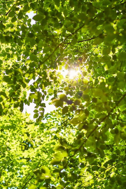 Folhas de faia em uma árvore com a luz do sol entrando