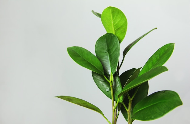 Folhas de ficus adornam o design composto. interior elegante e minimalista da selva urbana