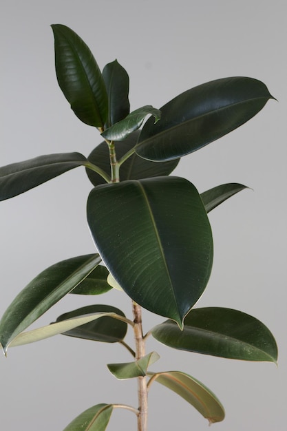 Folhas de ficus em pote de casa interior em fundo branco