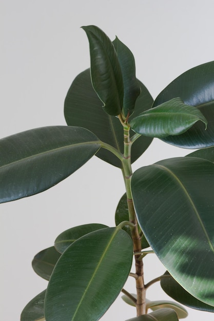 Folhas de ficus em vaso de casa interior