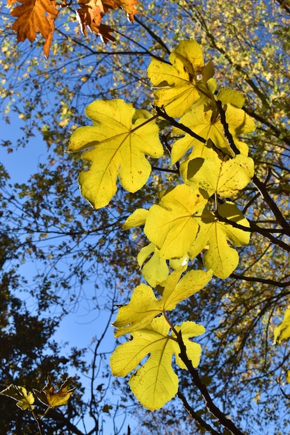 Folhas de figo (Ficus carica) sob um céu azul