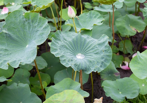 Folhas de flor de lótus na lagoa