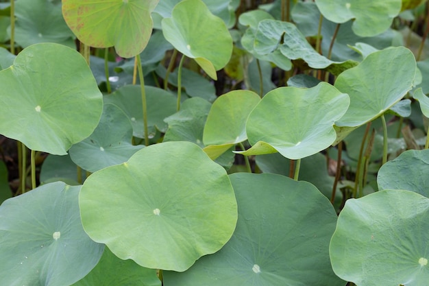 Folhas de flor de lótus na lagoa